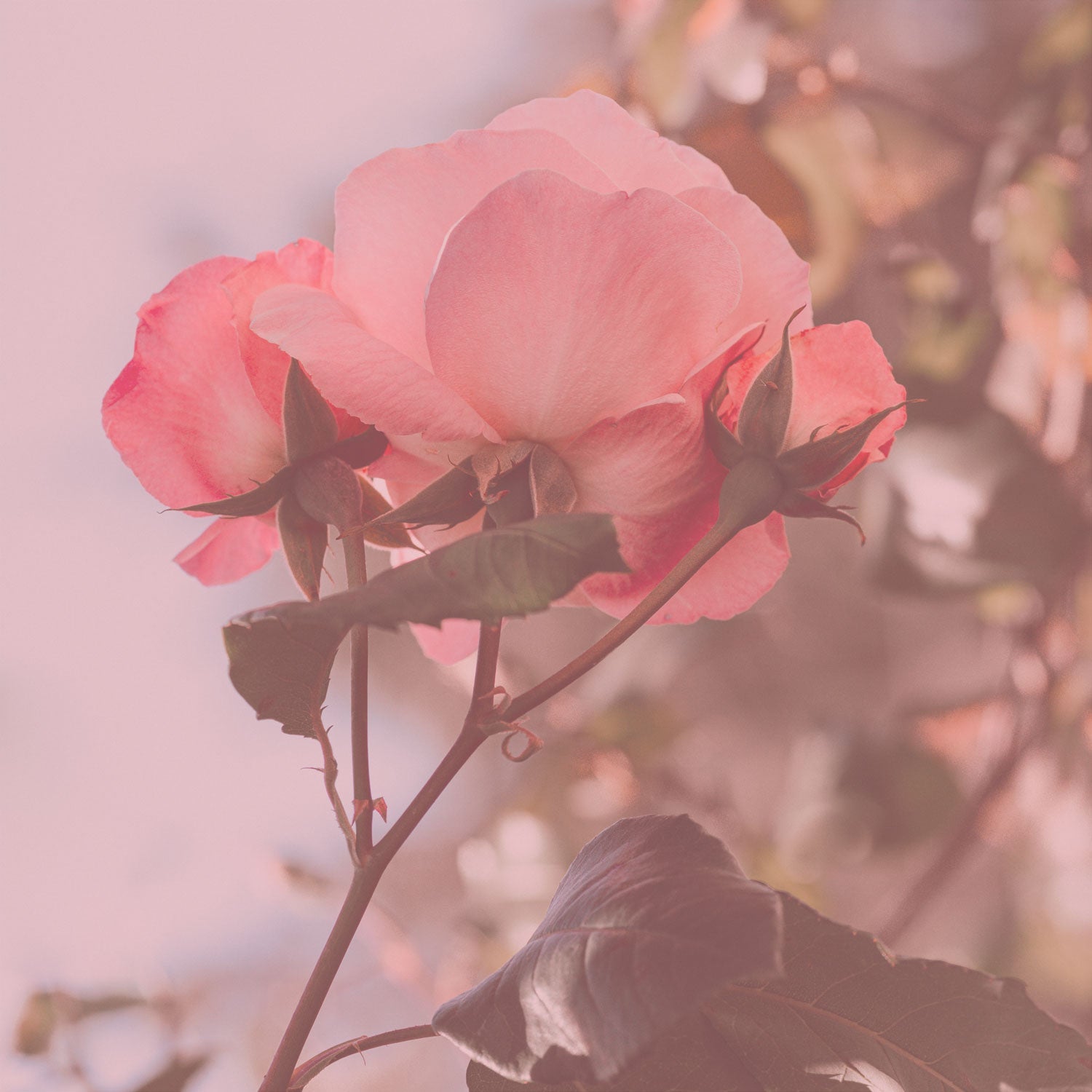 Why is Portland Called the City of Roses?